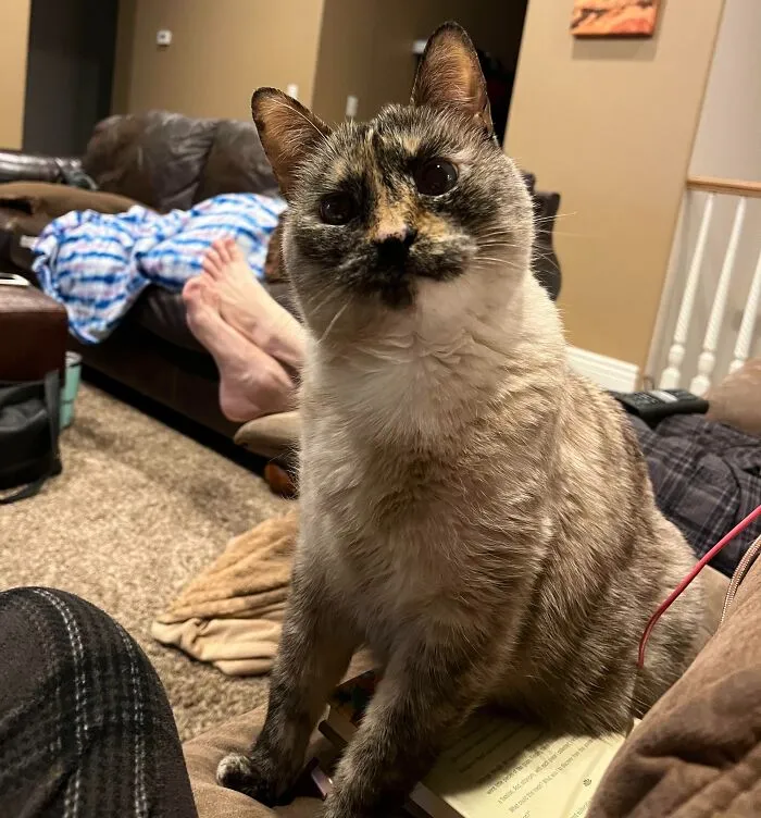 A cat in a cozy living room gazes intently, perhaps looking for food.