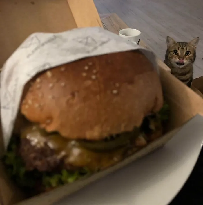 A curious cat looks at a hamburger, embodying the theme of "animals looking at food."