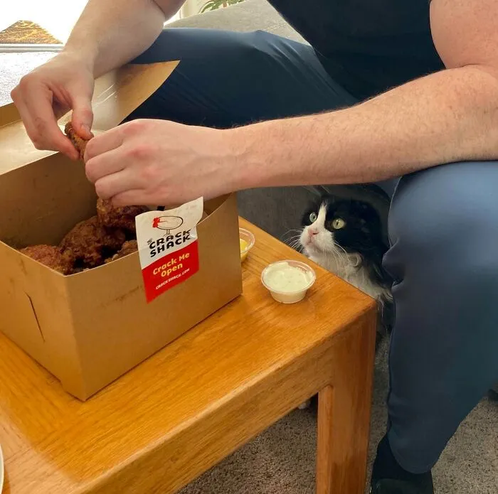 Cat under table watching a person take food from a box, illustrating animals looking at food theme