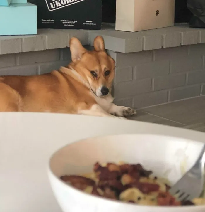 He Didn’t Get Any Of Our Food, And He Is Being Really Dramatic About It