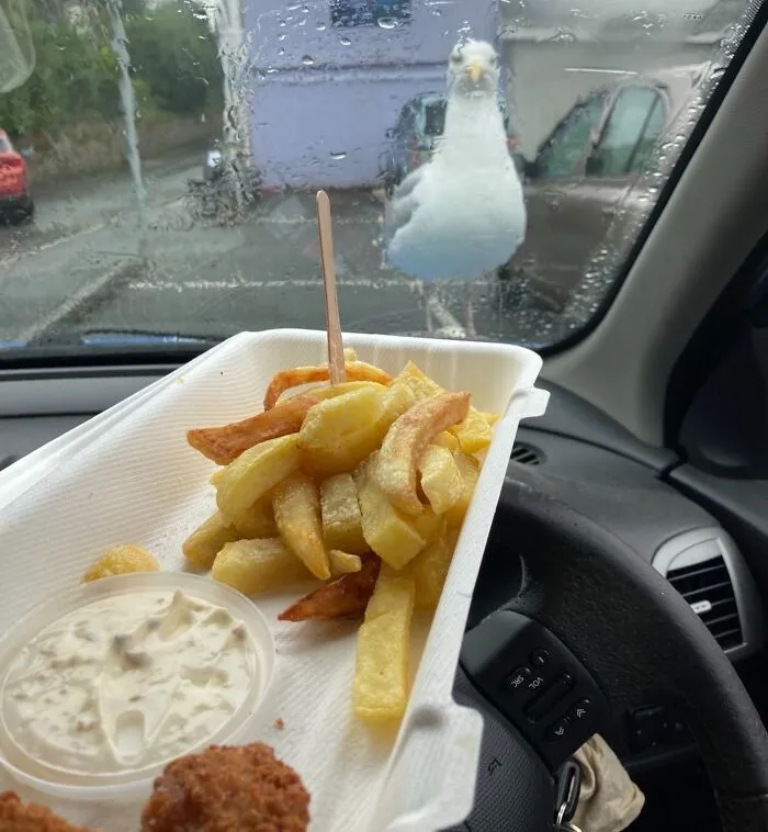 Seagull looking for food through a car windshield at fries and sauce on the dashboard.
