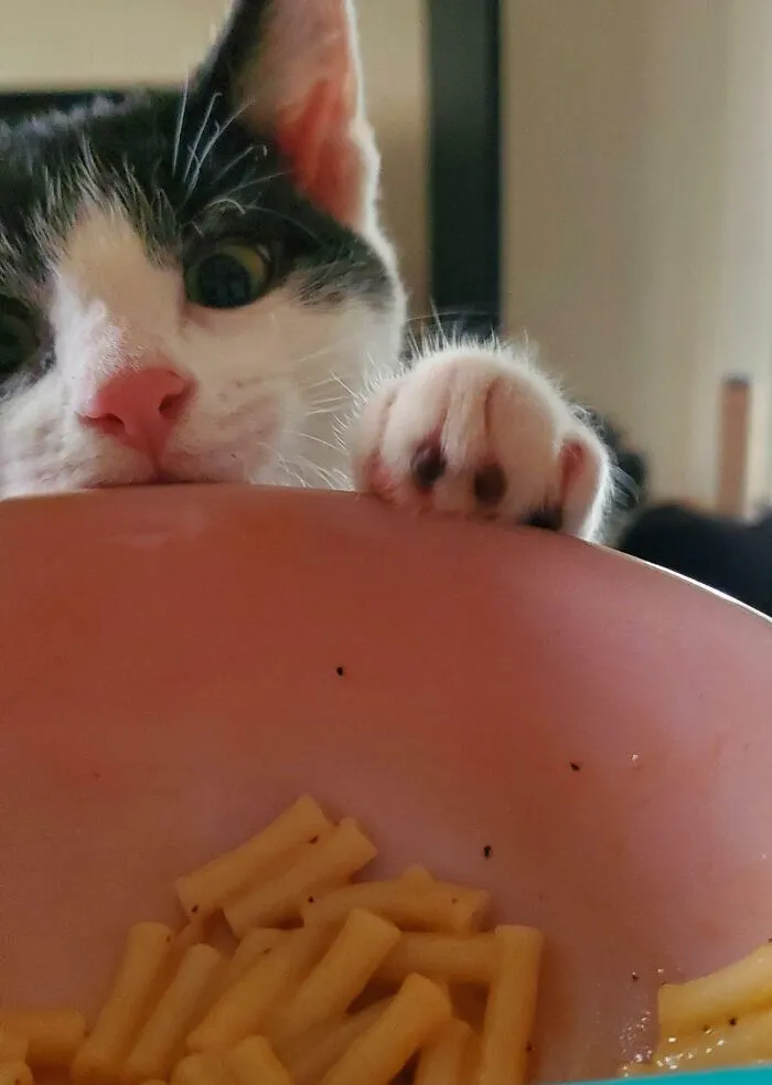 Cat curiously peeking over a bowl of macaroni, showcasing Reddit animals looking for food.
