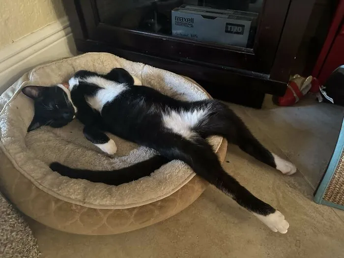 Little Man Sleeping Like He Pays The Bills