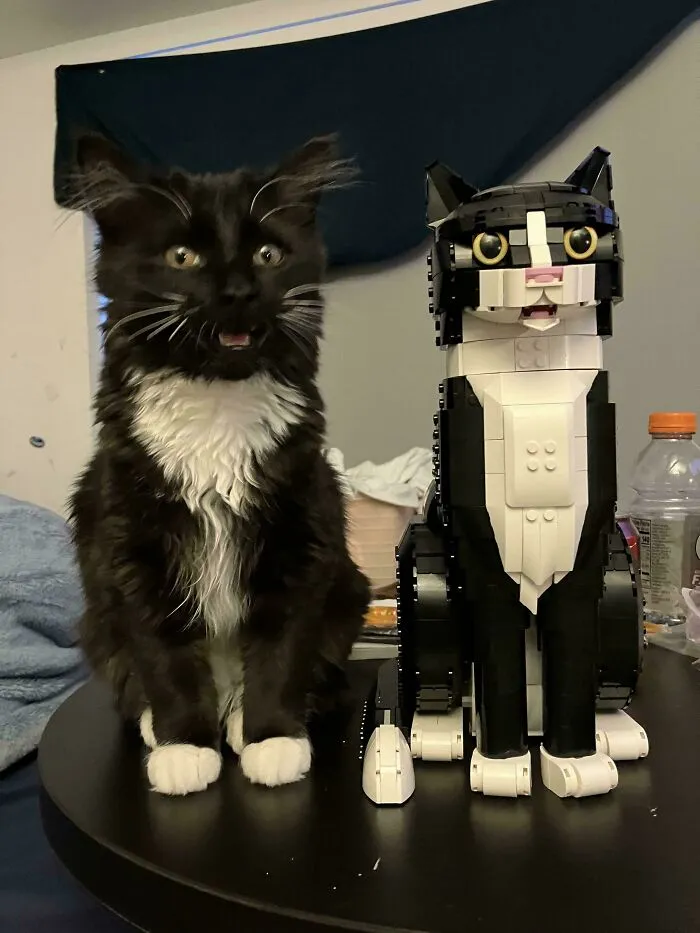 I Can’t Stop Laughing