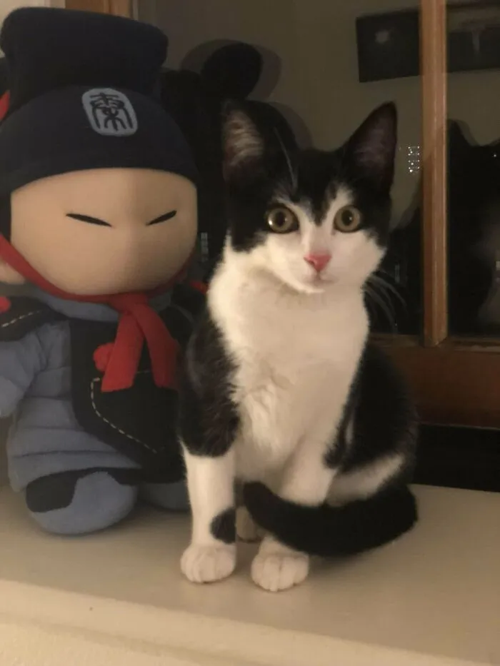 Nobody Wanted Him At The Shelter Because He Was 5-Month Old And Undersocialized. Turn Out To Be The Sweetest Goofball