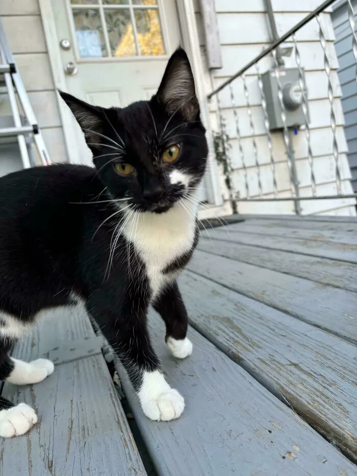 Neighbors Abandoned This Sweet Boy But He Showed Up At The Right House