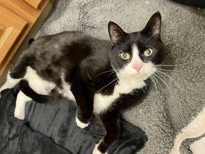 Went To The Shelter To Get A Kitten, But Came Home With This Gorgeous, Mostly Blind Eight Year Old Named Hugo