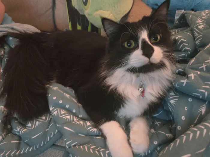 I Can't Believe No One Wanted This Precious Boy