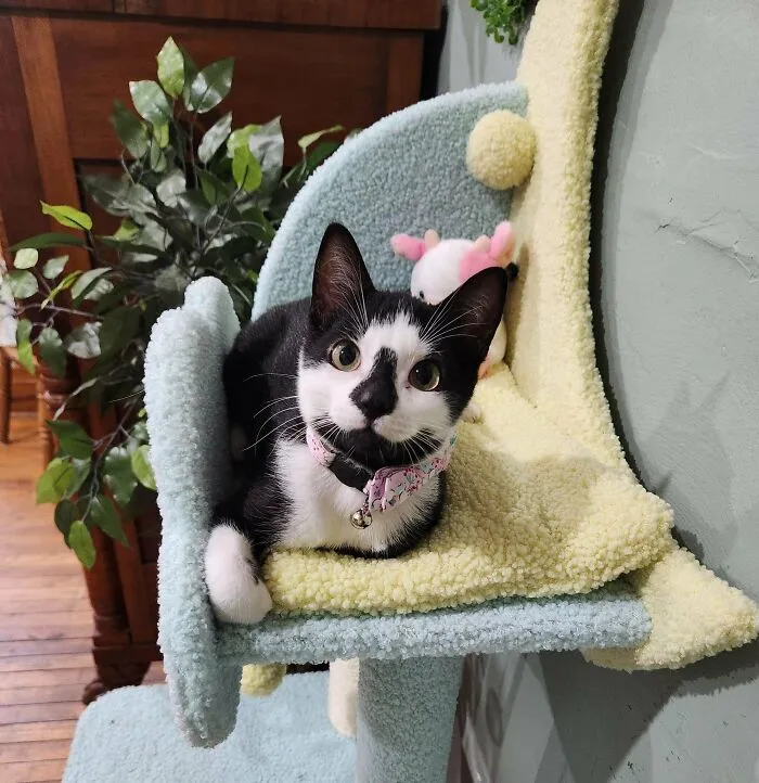 My New Kitty Has A Skull Face, Perfect For Halloween
