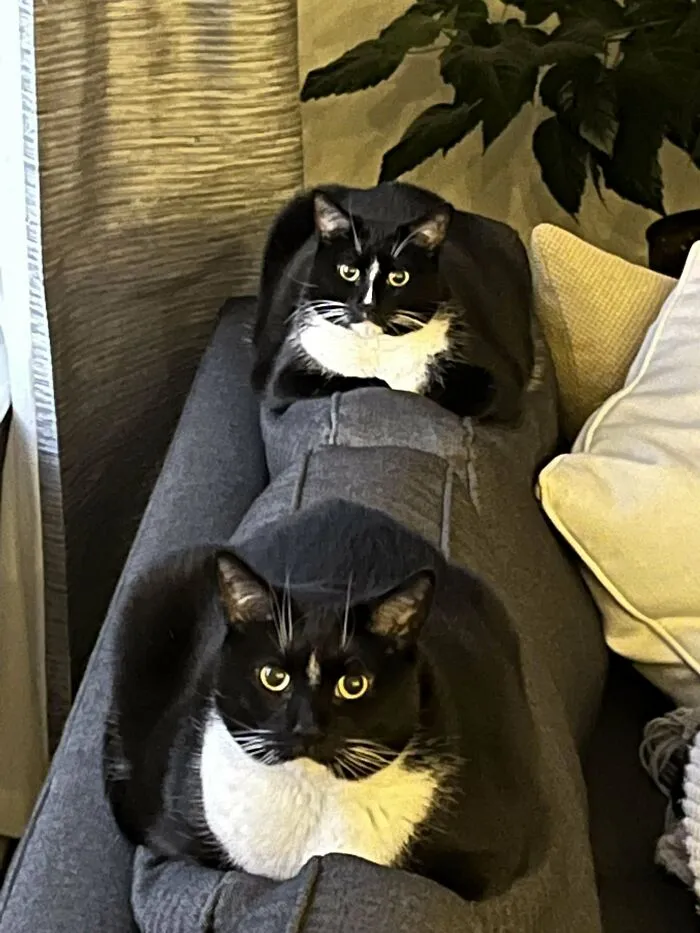 Molly And Lemmy Are Turning 10!