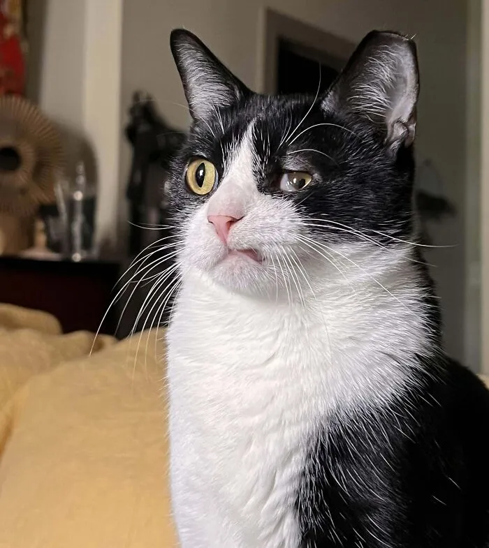 Our Extra Special Tuxie 😻