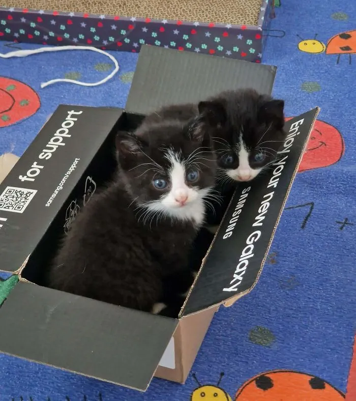 We Found These Two Little Brothers In The Bushes With Mum Not To Be Seen For Days. Guess I Have Two Cats Now!
