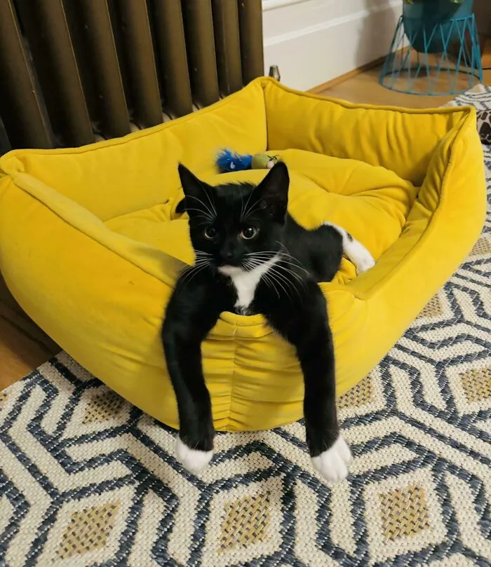 Show Me Your Tuxedo’s Weird Pose. Here Is Juni