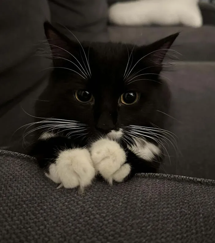 My Beautiful Daughter Has Survived Fip As Of Today 😊