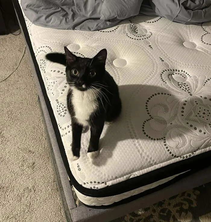 She Bolted Into My Apartment As I Was Leaving For Work Yesterday So I Guess She Lives Here Now. Meet Stella!