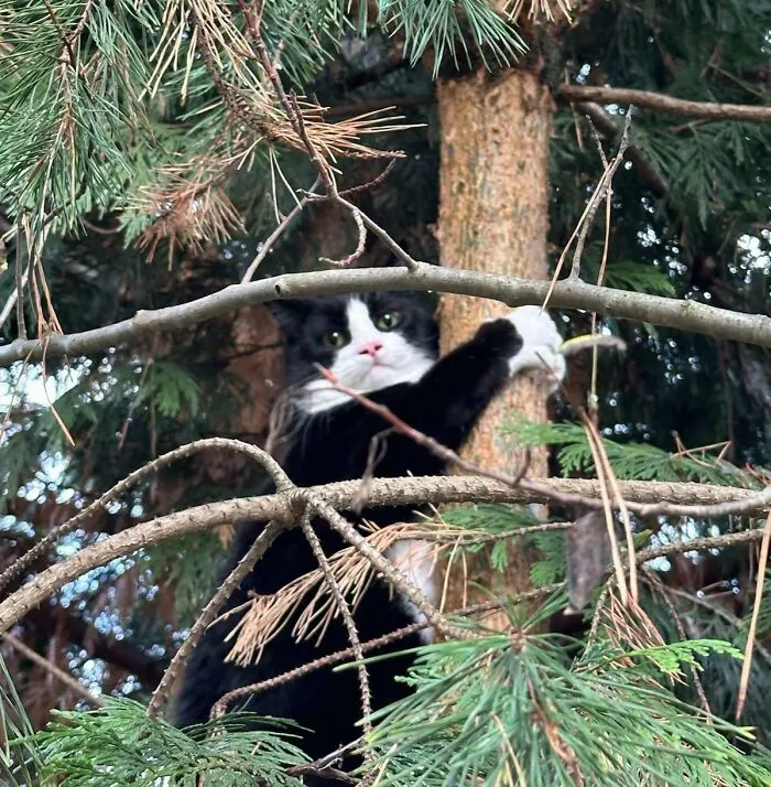 Our Indoor Boy Escaped Outside, This Was 30 Seconds Later. He Is Definitely Regretting His Life Choices