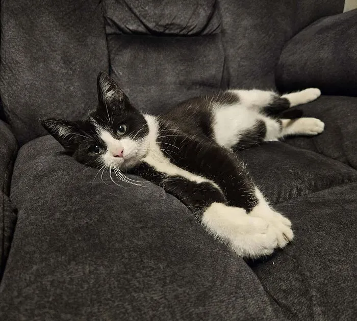Little Guy Followed My Boyfriend Home From The Bar