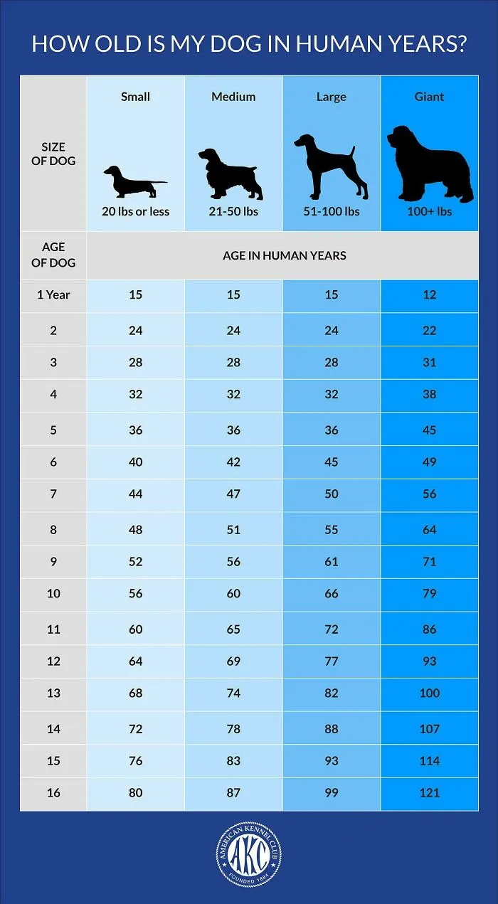Was Trying To Figure Out My Dogs Age, Found This Great Chart