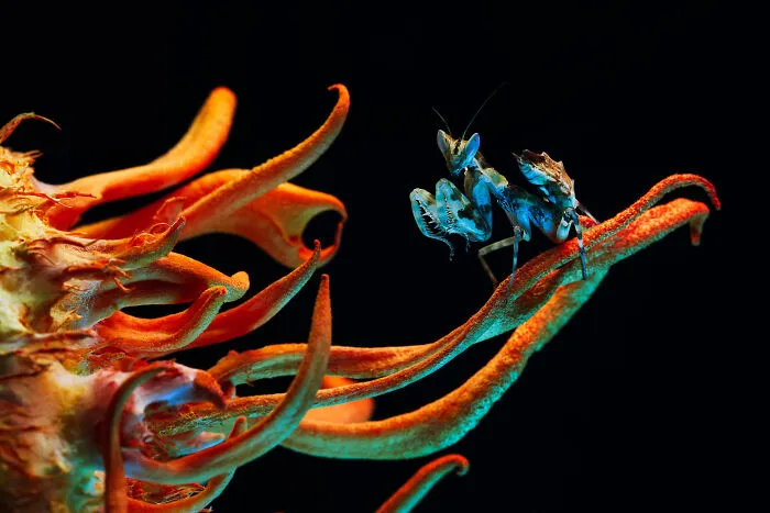 Plants And Fungi, Bronze: The Colour Out Of Space By Irina Petrova