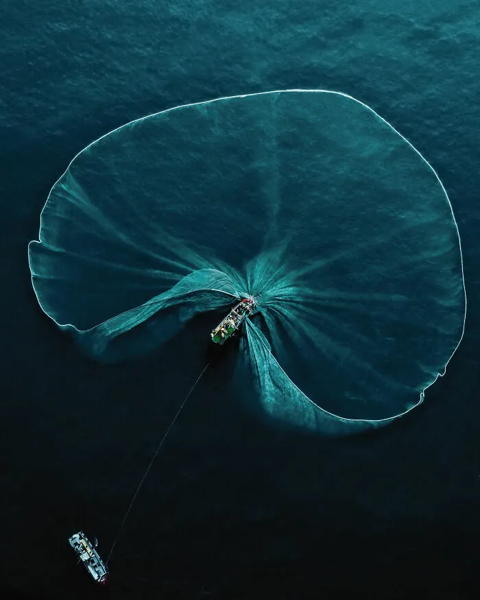 People And Nature, Gold: The Lily Pad By Robert Middleton