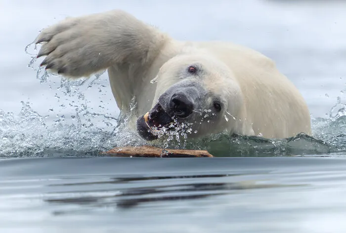Behaviour Mammals, Gold: Polar Retriever By Tom Nickels