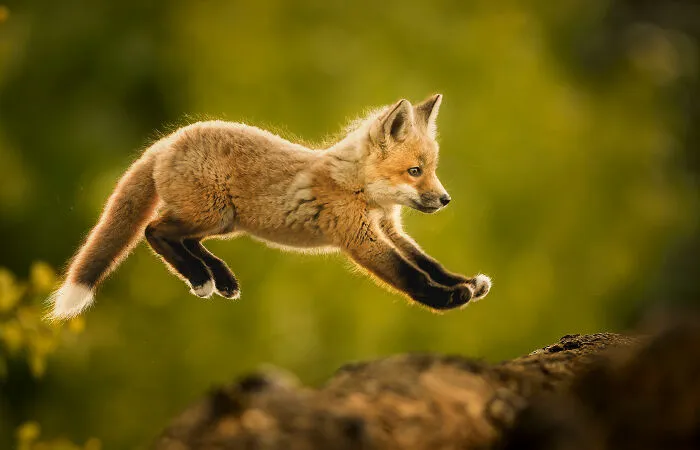 Behaviour Mammals, Bronze: Might As Well Jump By Donna Feledichuk