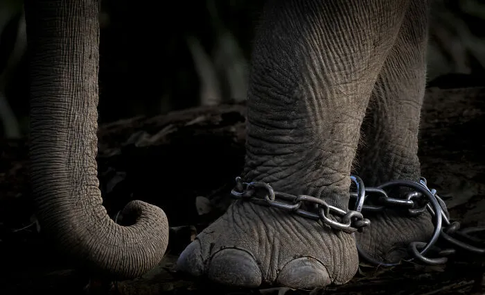 Nature Photojournalism, Bronze: Ankle Bracelets By Charlotte-Keast