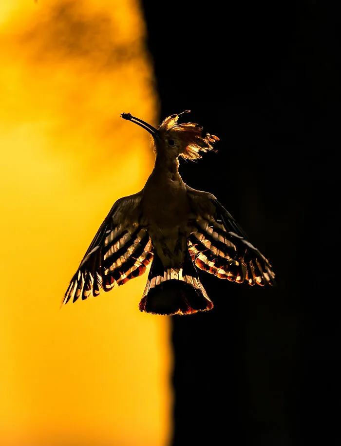 Behaviour Birds, Silver: Dawn's Whispers By Hermis Valiyandiyil