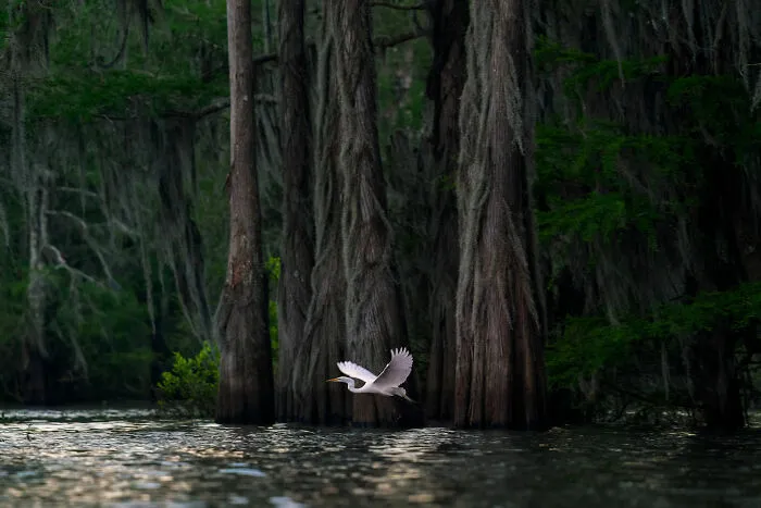 Animals In Their Habitat, Silver: Atchafalaya Dawn By Irene Amiet
