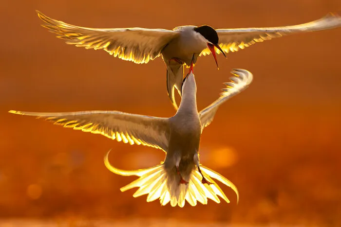 Behaviour Birds, Bronze: A Sword In The Chest By Mohammad Murad