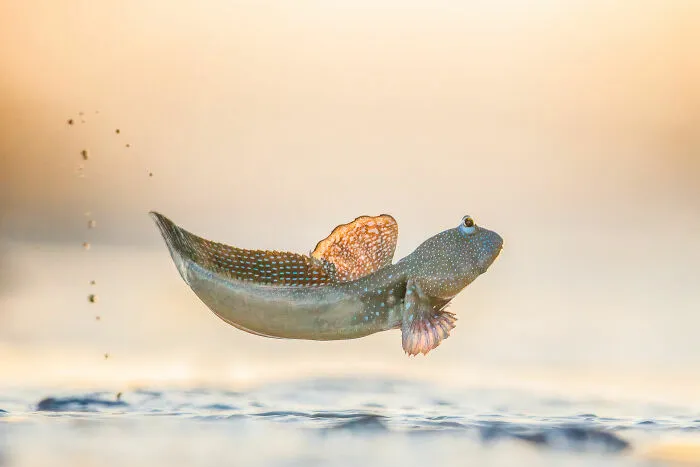 Behaviour Amphibians And Reptiles, Gold: Mudskipping By Georgina Steytler