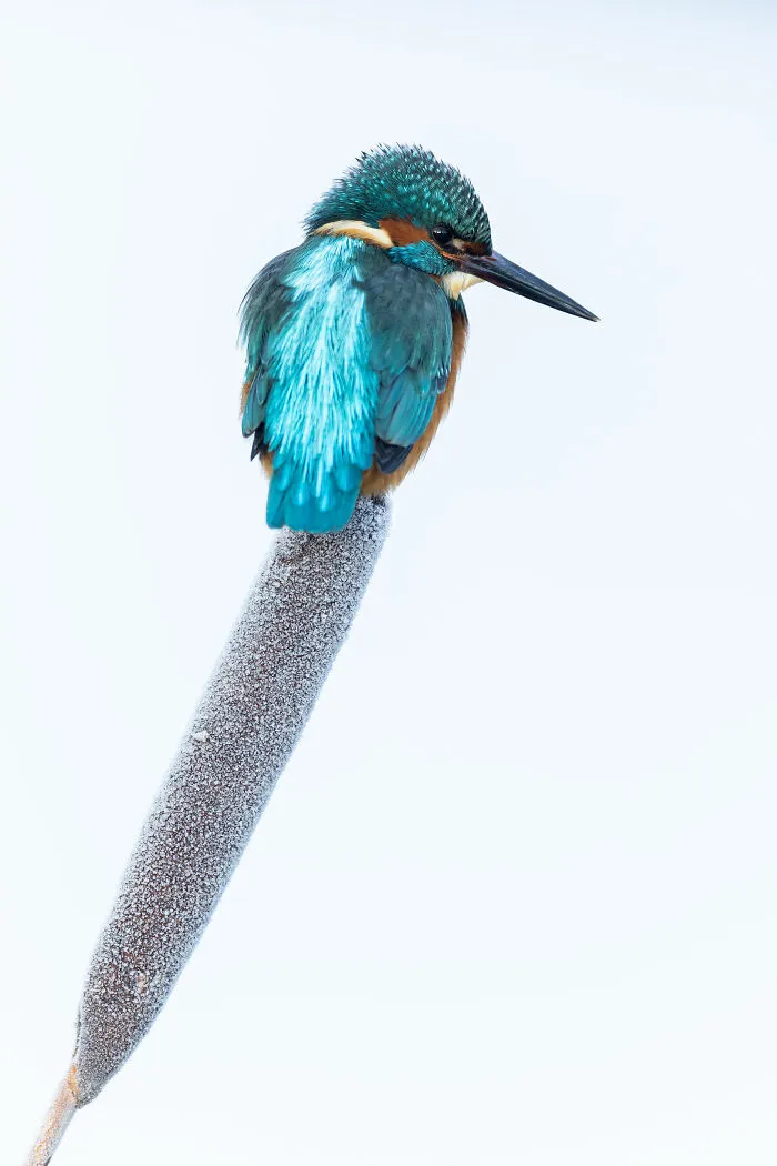 Animal Portraits, Silver: Kingfisher On Ice By Vince Burton