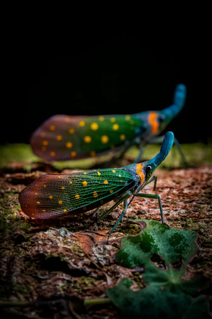 Animal Portraits, Gold: Enchanted Duo By Khaichuin Sim