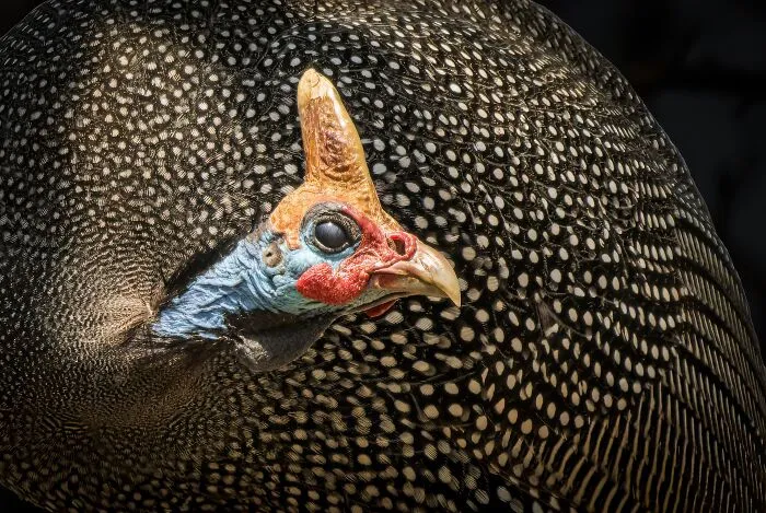 Animal Portraits, Bronze: The Safari Beauty By Ngar Shun Victor Wong