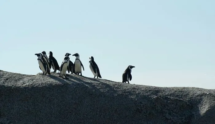 You’re a wild-life photographer on a mission. You and the crew see that there is a group of penguins being attacked. But, you all can save them with a little help. However, you’re not supposed to interfere with wildlife when you’re working. The crew opposes helping them. Would you still try to help them secretly?