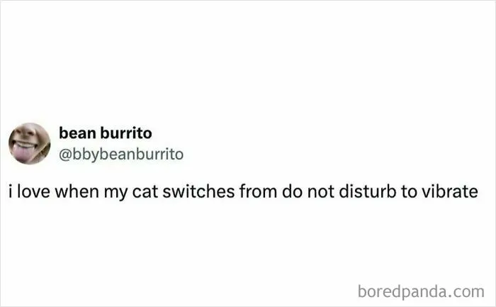 50 Funny Cat Memes To Brighten Up Your Day If The World Feels Like A Cat-astrophe Right Now (New Pics)
