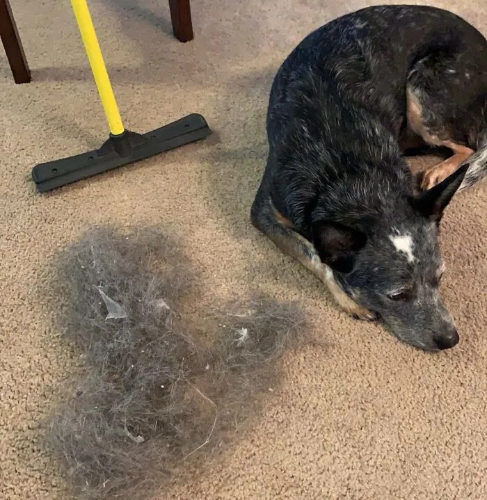 Your Floors Are More Fur Than Floor, But The <a Style="Display:inline;" Href="Https://Www.amazon.com/Furemover-Hair-Remover-Carpet-Rake/Dp/B000efdooa?ie=utf8&th=1&linkcode=ll1&tag=bpwombat-20&linkid=455c45fb92e918eef5b2a8f7f7e69e30&language=en_us&ref_=as_li_ss_tl" Target="_blank"><span Style="Font: Inherit; Color: #d74b1f;"> Pet Hair Rubber Broom </Span> Is Here To Sweep Up Your Furry Roommate’s Mess Without A Fuss