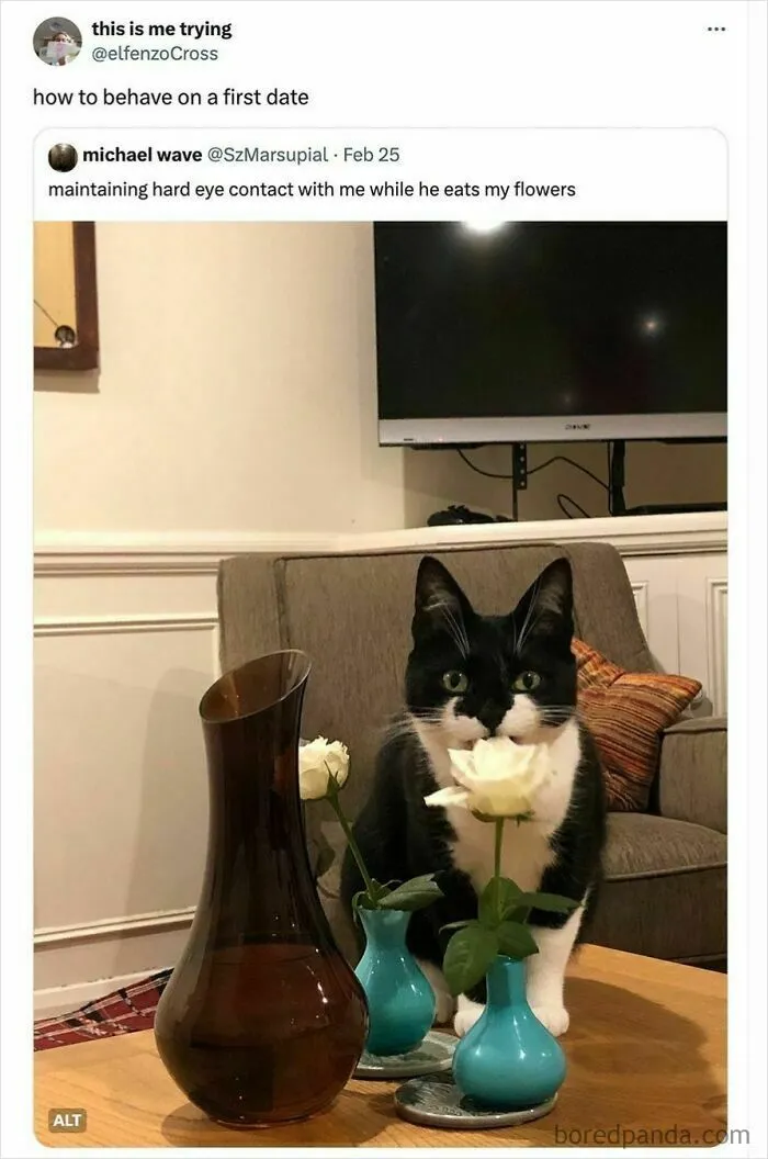 50 Funny Cat Memes To Brighten Up Your Day If The World Feels Like A Cat-astrophe Right Now (New Pics)