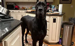 "Absolute Units": 82 Times People Came Across Unbelievably Big Things And Just Had To Share (New Pics)
