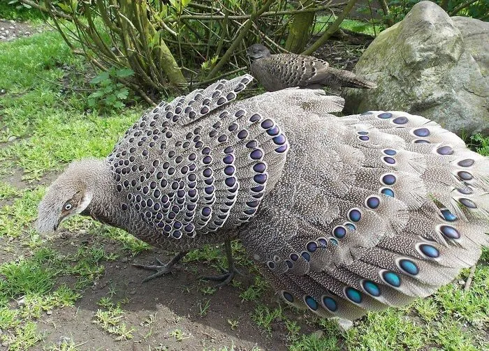 Ave con plumas decoradas en colores brillantes en un jardín, ejemplo asombroso de la naturaleza.