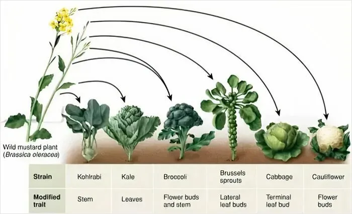Illustrated Chart Of Wild Mustard Evolution Via Artificial Selection For Specific Traits