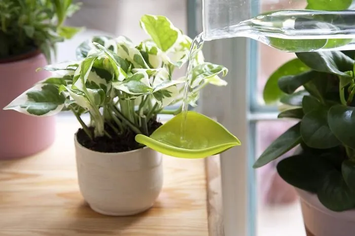 Ditch The Spills And Give Thirsty Plants A Drink With This <a Style="Display:inline;" Href="Https://Www.amazon.com/Dp/B07wcvq7t3?ascsubtag=6077268%2c4%2c25%2cd%2c0%2c0%2c0%2c900%3a2%3b974%3a3%3b1125%3a2%3b1338%3a1%2c17277197%2c0%2c0%2cgoogle&btn_ref=srctok-A3fc0752cfb5d00e&linkcode=ll1&tag=bpdodo-20&linkid=0c0a347058b8a6848d24c6afa053e735&language=en_us&ref_=as_li_ss_tl" Target="_blank"><span Style="Font: Inherit; Color: #d74b1f;"> Plant Watering Funnel</Span>, Which Makes Sure Every Drop Goes Where It Needs To Grow