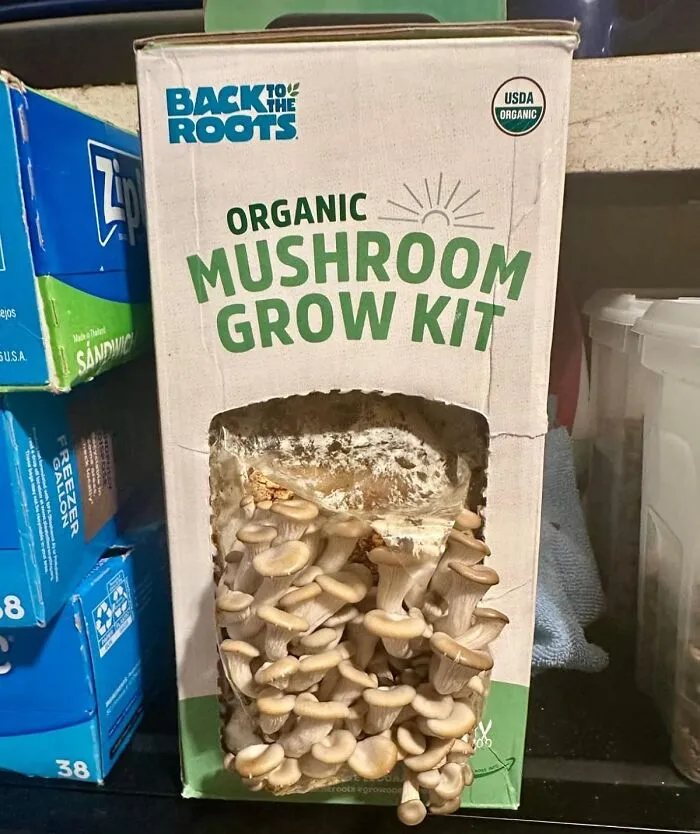 From Fungi To Fabulous, Grab This <a Style="Display:inline;" Href="Https://Www.amazon.com/Back-Roots-Mushroom-Mushrooms-Gardening/Dp/B00tuygru4?ie=utf8&th=1&linkcode=ll1&tag=bpdodo-20&linkid=a126c2e600a2a04d49747f14fb771716&language=en_us&ref_=as_li_ss_tl" Target="_blank"><span Style="Font: Inherit; Color: #d74b1f;"> Indoor Mushroom Growing Kit</Span>, You Will Have Everyone Saying You Are Cultivating Serious Gourmet Vibes Without Even Trying