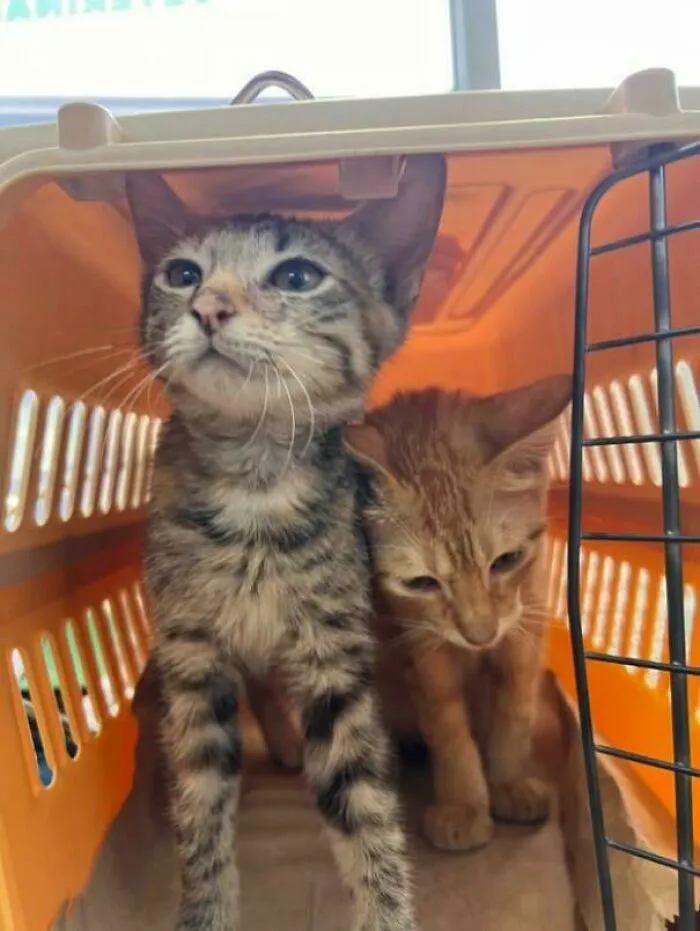 Adopted Kittens 🐈