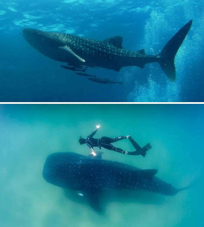 Whale Shark