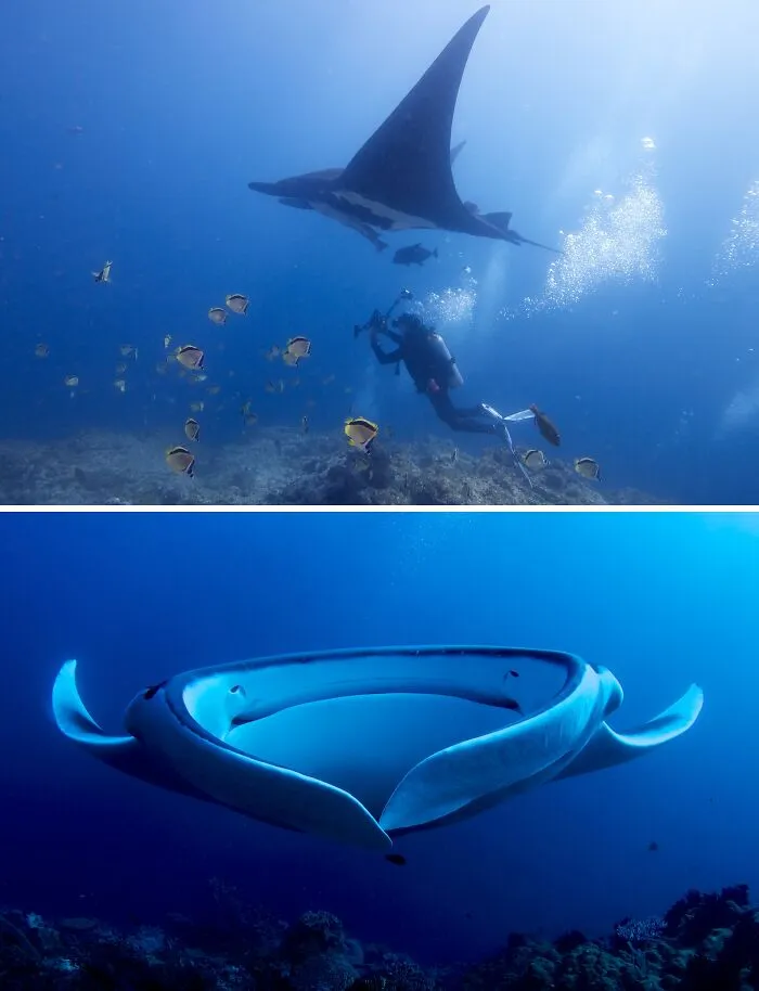 Giant Oceanic Manta Ray