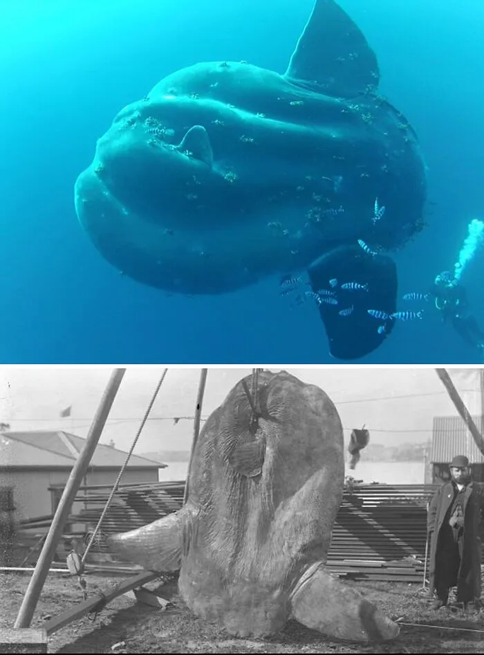 Giant Sunfish