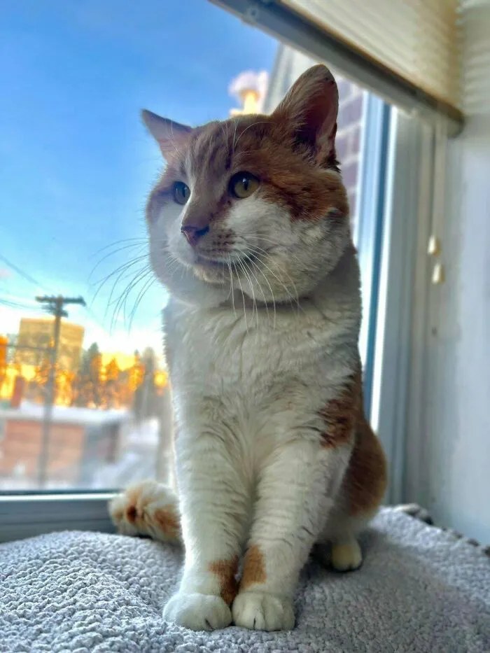 Orange and white cat sitting on a window perch, showcasing the joy of adopting pets from a shelter.