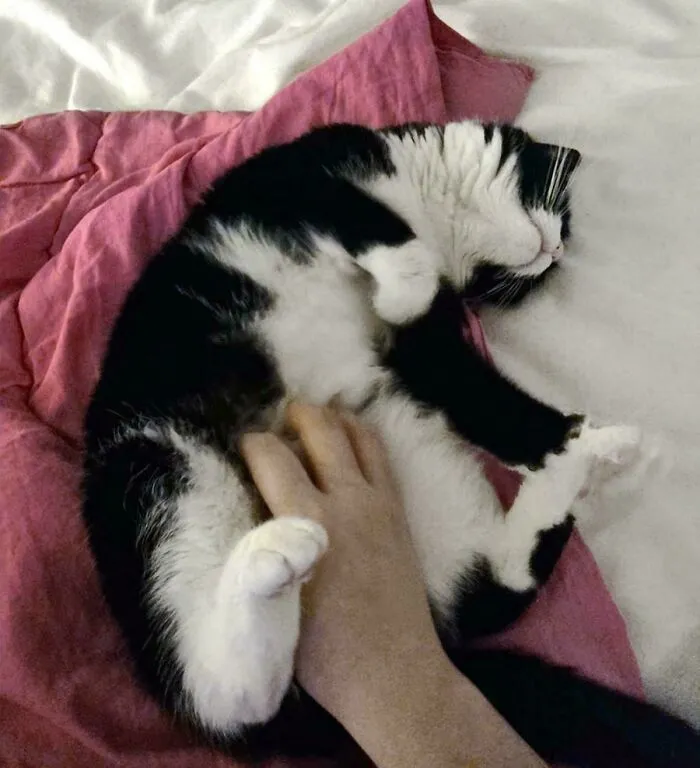 I Adopted A Very Shy Cat Today Who Mostly Hid At The Shelter. Both The Staff And I Agreed That She'd Probably Need A Lot Of Time To Feel Safe And Start Being Social