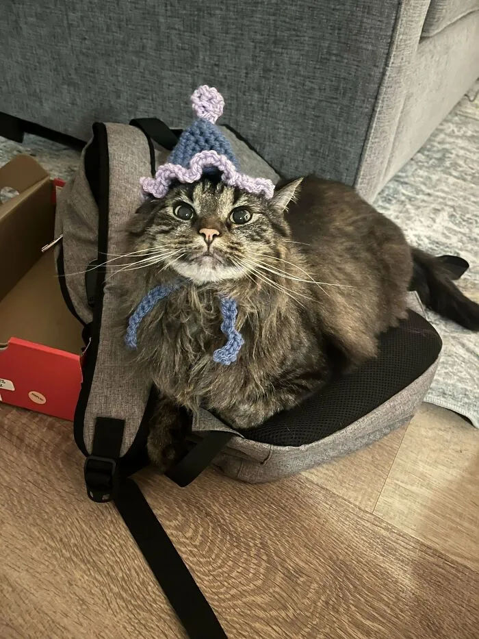Adopted shelter cat wearing a knitted hat, sitting on a backpack with a cute expression.
